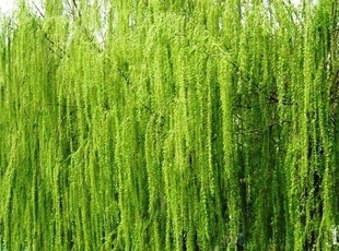 【常青苗木】金絲柳種植 金絲柳報(bào)價(jià)|基地供應(yīng)商_農(nóng)副產(chǎn)品_世界工廠網(wǎng)