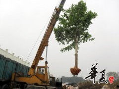 20公分法桐 供應(yīng)產(chǎn)品 山東惠民瑞景苗木種植專業(yè)合作社