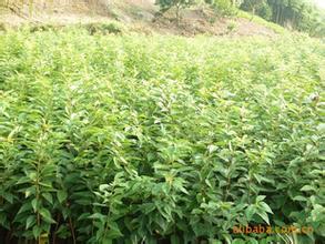 山東日本櫻花苗,山東日本櫻花苗基地,黃河苗木種植各種櫻花苗木