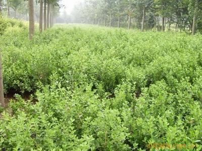 苗木,綠化苗木,冬青、黃楊(圖)圖片,苗木,綠化苗木,冬青、黃楊(圖)圖片大全,沭陽縣富民園林綠化苗木場-4-