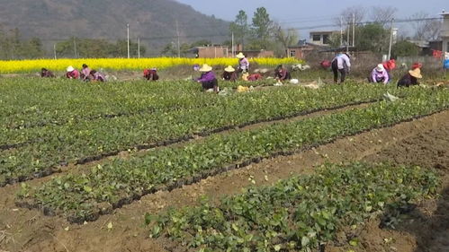 吳山鎮 土地流轉種苗木 流出 效益 轉出 生機