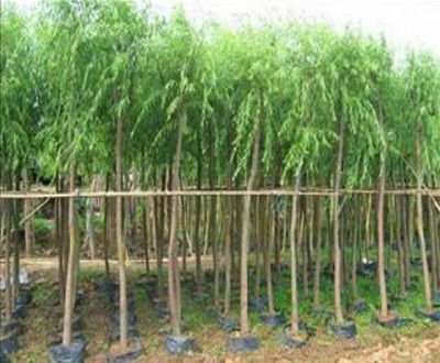 供應【濰坊景觀苗木】濰坊景觀苗木基地 濰坊景觀苗木種植 濰坊景觀