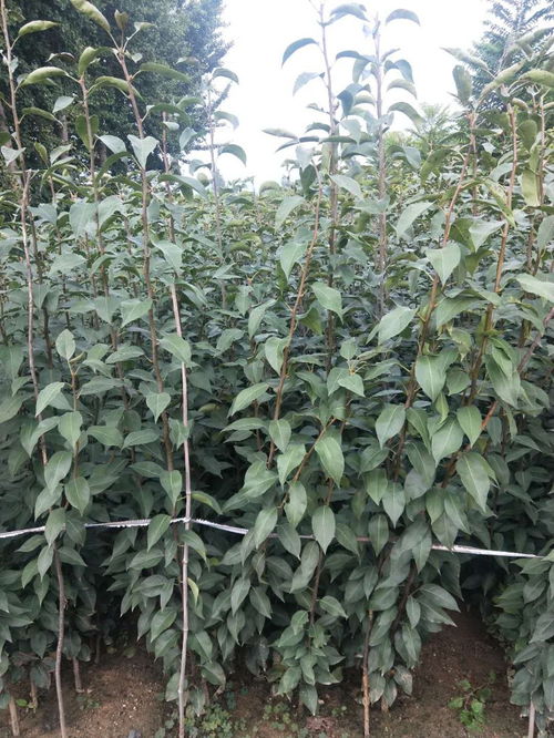 秋月梨一畝地用多少苗,秋月梨樹苗畝栽植