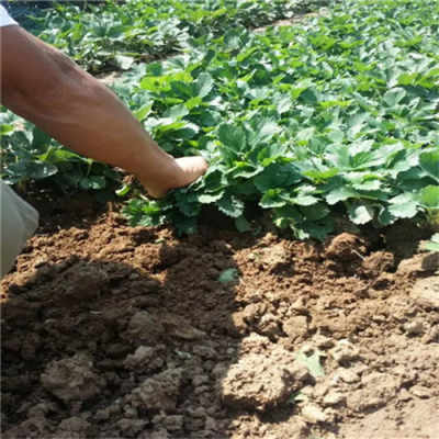 新聞 昆明草莓苗品種 適合種植的草莓苗品種