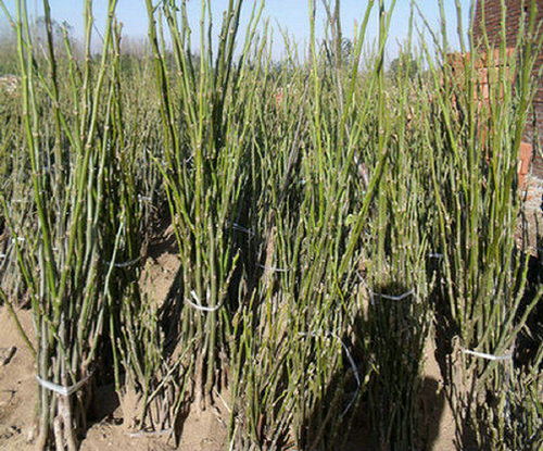 遼核7號核桃樹苗 遼核7號核桃樹苗種的怎么樣