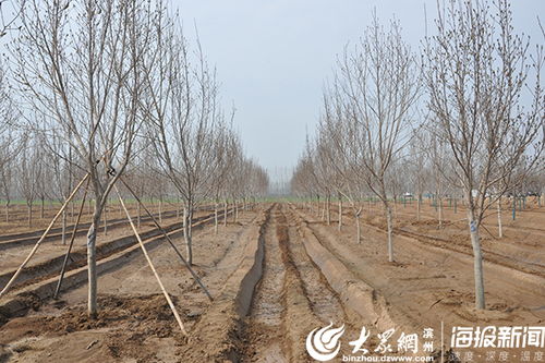 孫鎮搶抓苗木種植黃金期 戰 疫 綠化兩不誤