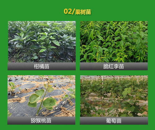 道路樹苗綠化苗價格 樹苗綠化苗價格 四川政道農業 查看