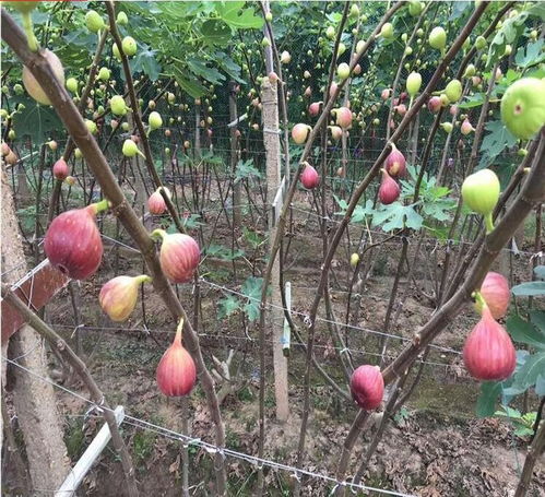 洮南無花果樹苗種植技術產地貨源 煜爍苗木