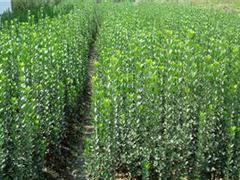 濰坊北海道黃楊|供應山東易種植的北海道黃楊圖片|濰坊北海道黃楊|供應山東易種植的北海道黃楊產品圖片由青州市 花卉苗木園藝場公司生產提供-