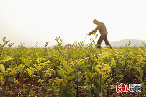 河北遵化 苗木基地管護忙