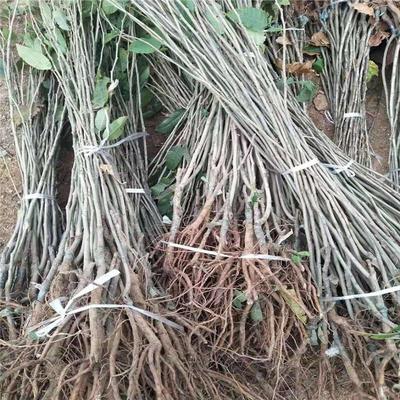 簡陽市洪森苗木種植專業合作社