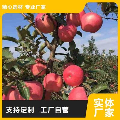 蘋果苗【山楂苗】用品質說話