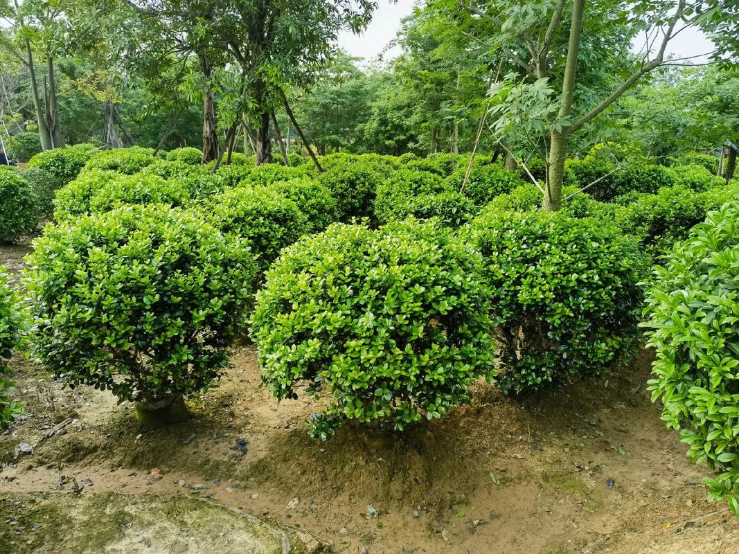 小葉欖仁,灌木.#園林綠化工程苗木人 #苗木種植基地 #全網