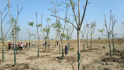 王集建成區綠化工程,進場5天的工程進度,