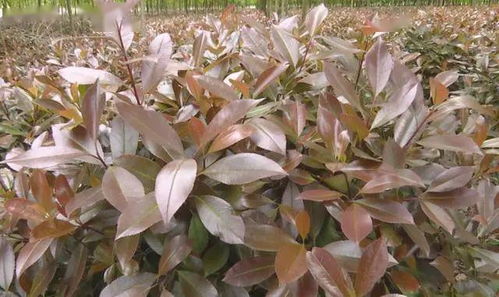 我為農產品代言丨上蔡70畝紅葉石楠滯銷 難 住花木種植大戶