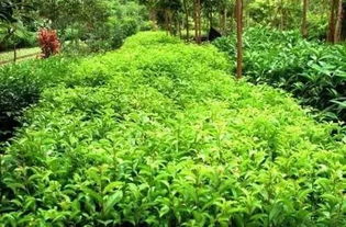 未來10大種植產品或將爆發,你準備好了嗎