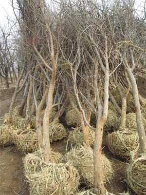 泰安開發區普惠園藝場