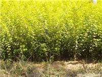 找兗州市春之源苗木種植專業合作社的全國推廣法桐價格優惠價格、圖片、詳情,上一比多_一比多產品庫