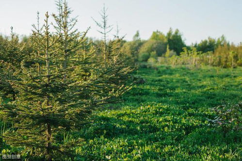 林業苗木栽培管理技術,及移植造林技巧,滿足綠化需求