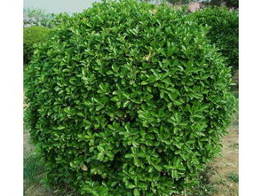 綠化苗木價格量大從優 青州側柏種植