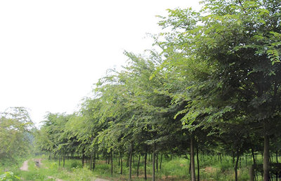 櫸樹的種植技術和養殖注意事項