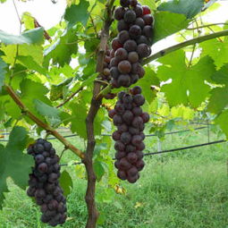 青海海西耐儲存葡萄苗種苗批發零售價格 新聞z