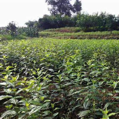 渝逸苗木種植場批發優質2-6公分杜仲苗 重慶杜仲苗批發 藥材苗圖片_高清圖_細節圖-江津區慈云鎮渝逸苗木種植場