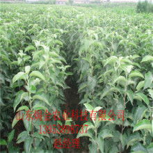 郯城潤和苗木種植合作社