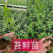 肥城市新茂苗木種植中心