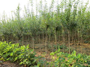 【黑籽石榴苗貴州哪里有賣的】- 