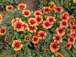 天人菊價格 天人菊供應 天人菊批發 天人菊種植基地