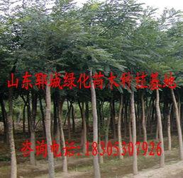山東鄆城綠化苗木種植基地