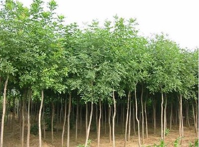 開原北川苗木-三角楓