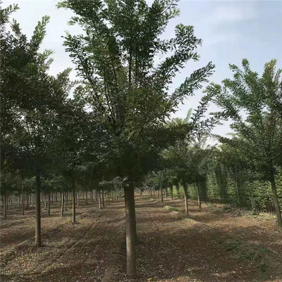 截干國槐 工程綠化國槐 國槐基地 品種純 國槐樹苗圖片_高清圖_細節圖-濟寧市任城區騰順苗木種植苗圃