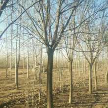 濟寧長虹苗木種植基地