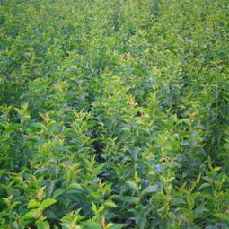 張家口黑蘭特櫻桃苗 農戶現貨現挖 櫻桃嫁接苗價格