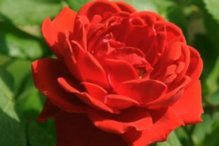 湖南月季種植直銷供應商價格多少錢