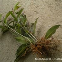 本場自育精品果樹苗木毛板紅板栗苗水果種苗批發