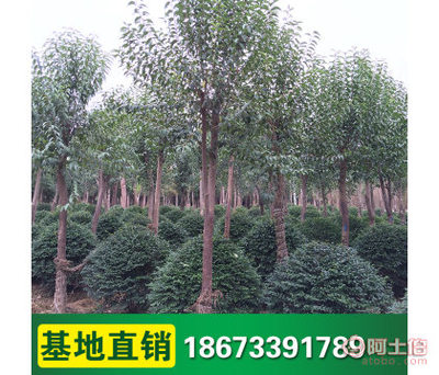 【柏誠基地園林綠化工程苗木高桿大葉女貞樹苗女貞小苗批發四季常青】瀏陽市柏誠苗木種植專業合作社 - 產品庫