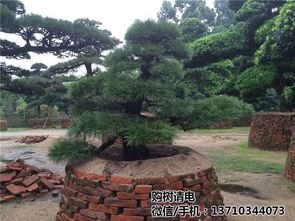 奉賢羅漢松價格多少 買羅漢松 小葉羅漢松價格多少