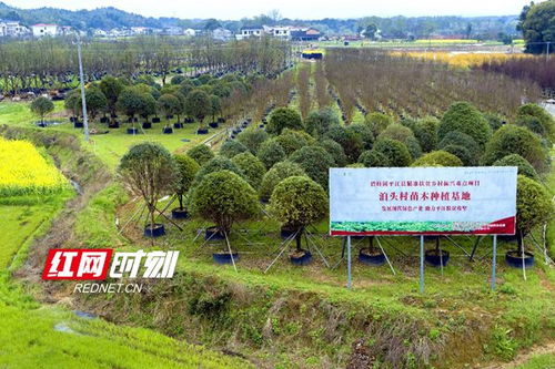 世界500強碧桂園在湖南打造更具代表性的城鎮化樣本