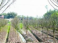 如何種植園林綠化苗木