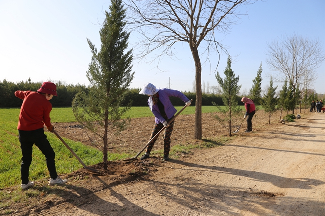 色帶小苗栽植成型