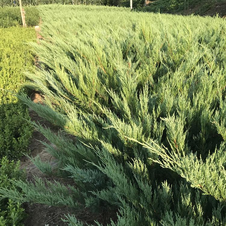 沙地柏 株高35cm-60cm 博大苗木種植基地供應四季常青 耐寒耐旱 - 愛