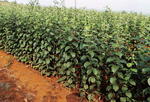 中惠集團發展高效特色農業,栽培脫毒苗木受業內人士肯定