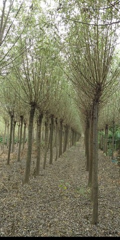 產地旱柳苗木、旱柳小苗