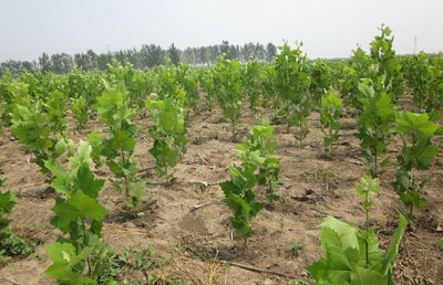 哪些因素會影響苗木產品的利潤?