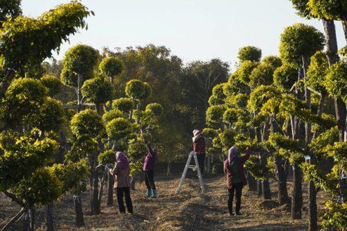 苗木種植助增收