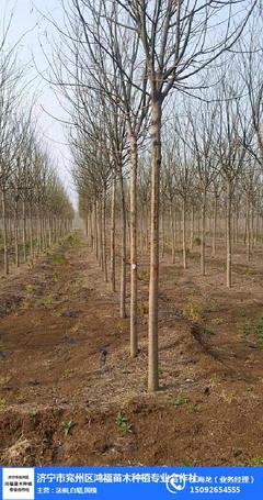 速生白蠟、鴻福苗木、速生白蠟價格表