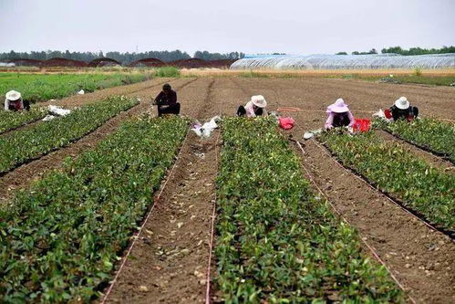 河南宛城 紅葉石楠種植成為特色苗木